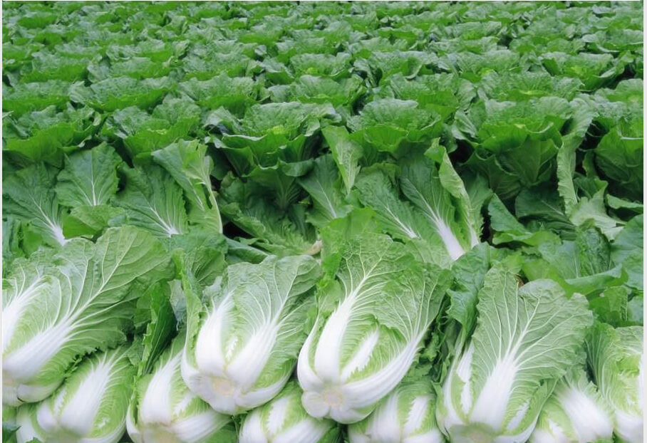 新鲜蔬菜