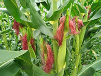 长沙水车田为您介绍玉米的栽培技术